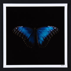 Alexander James Hamilton swarm butterflies for sale 