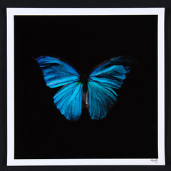 Alexander James Hamilton swarm butterflies blue 