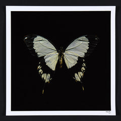 Alexander James Hamilton swarm butterflies white 