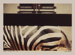 Peter Blake Zebra London Zoo
