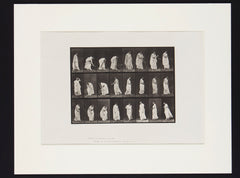 Eadweard Muybridge print in mount