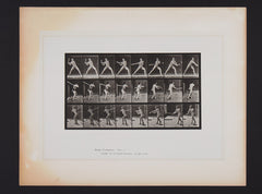 plate 276 from Muybrige animal locomotion