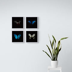 Hamilton photographs in situ