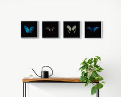 Swarm (set of 4)