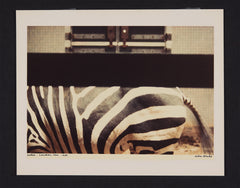 Zebra London Zoo Peter Blake 